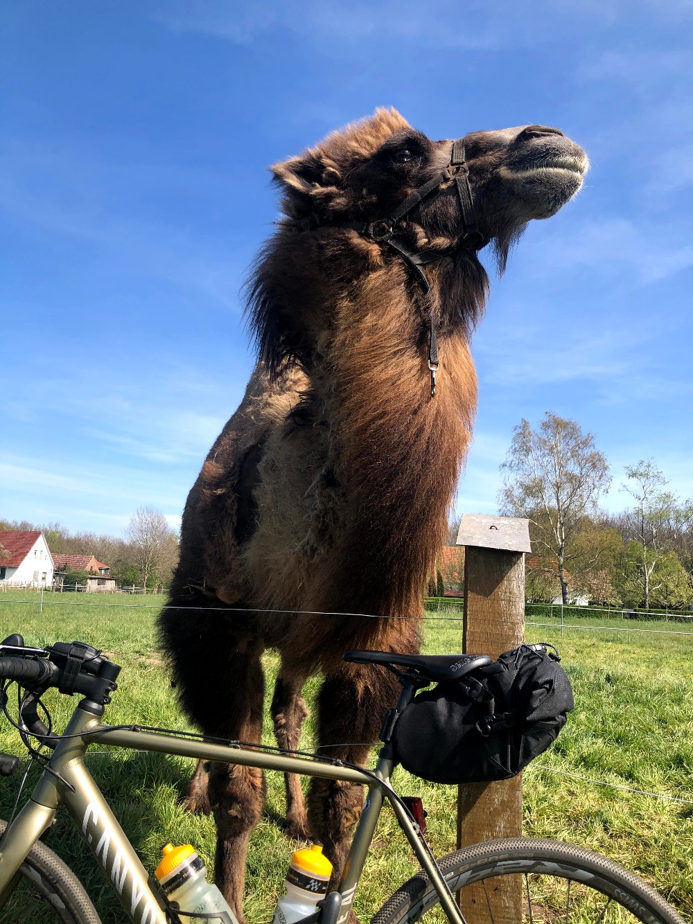 Camel